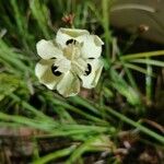 Dietes bicolor Flower