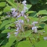 Desmodium cuspidatum Flor