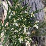 Colletia hystrix Цветок