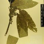Daphniphyllum himalense Nyingine