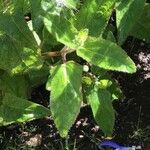 Salvia patens Leaf