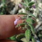 Teucrium scordium Blad