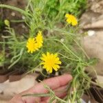 Senecio glaucusFlor