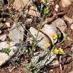 Linum strictum 整株植物