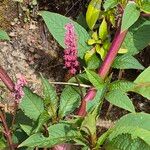 Phytolacca bogotensisBlüte