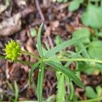 Ranunculus auricomus Leaf