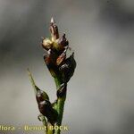 Carex glacialis Fruct