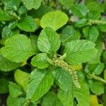 Amaranthus blitum 葉