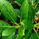 Rhododendron aureum Hoja