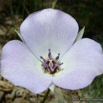 Calochortus invenustus Flower