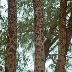 Eucalyptus camaldulensisKabuk