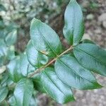 Luma apiculata Lehti