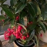 Ardisia crenata Плод