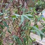 Lonicera acuminata Облик