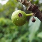 Ficus lateriflora Fruct