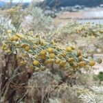 Artemisia arborescens 花