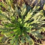 Plantago weldenii Leaf