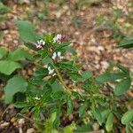 Cleome dodecandra ফুল