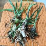 Allium cepa Hoja