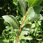 Salix pyrenaica Leaf