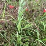 Bromus hordeaceusপাতা