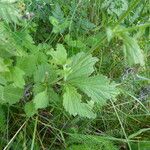 Geum urbanum Blatt