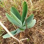 Ledebouria revoluta Leaf