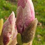Magnolia × soulangeana Цветок