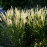 Calamagrostis arundinacea Yeri