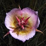 Calochortus plummerae Цветок
