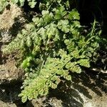 Asplenium foreziense Fuelha