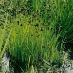 Juncus ensifolius 整株植物