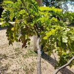 Caesalpinia echinata Hoja