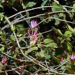 Dendrophthoe falcata Flower