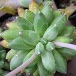 Pachyphytum compactum Liść