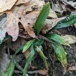 Carex plantaginea Leaf