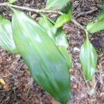 Dracaena elliptica 葉