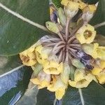 Pittosporum pancheri Virág