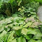 Rodgersia podophylla Лист