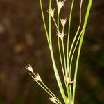 Juncus tenuis Ffrwyth