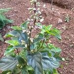 Ocimum carnosum Floare