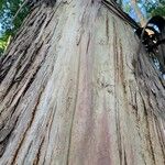 Eucalyptus glaucescens Corteza