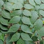 Aralia spinosa Blatt