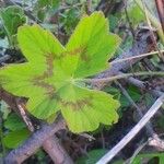 Pelargonium multibracteatum Leaf