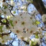 Pyrus calleryanaFlower