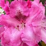 Rhododendron spp. Květ