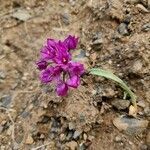 Allium dichlamydeum Цветок