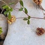 Trifolium aureum Ліст