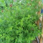 Artemisia annua Hábitos