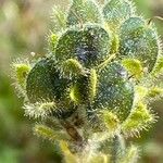 Veronica bellidioides Frukt